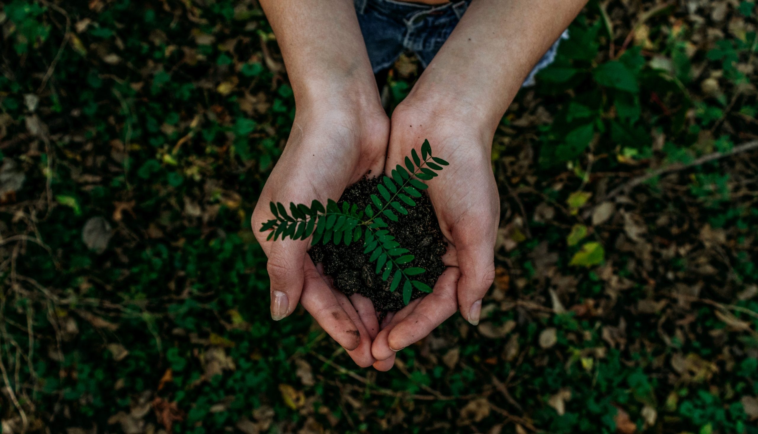 Écologie : 4 points essentiels pour respecter l’environnement